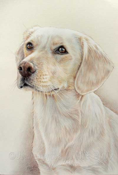 Labrador Mia dessine au crayon
